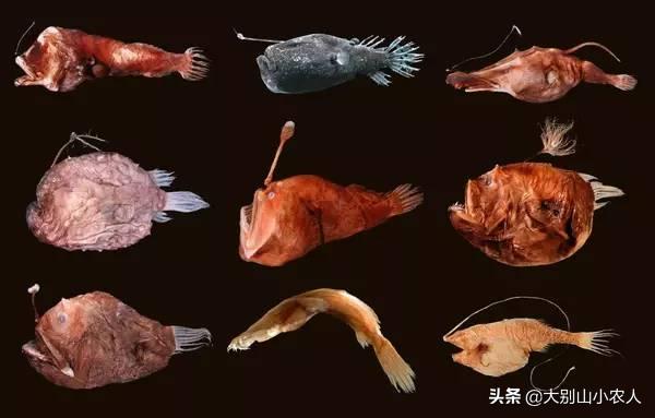 深海的鮟鱇鱼,深海鮟鱇鱼