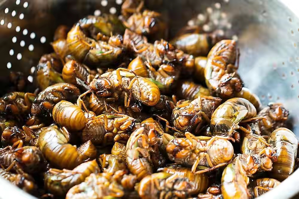 炸金蝉家常做法,炸金蝉的酥脆方法