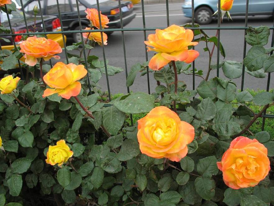 北京常见的树有哪些,北京绿化月季品种