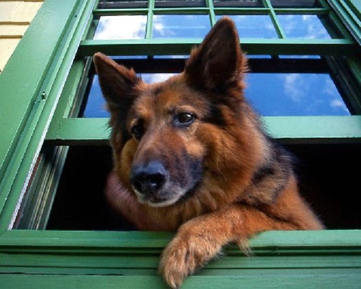 爱狗人士身上有狗臭味,狗狗身上散发屎臭味