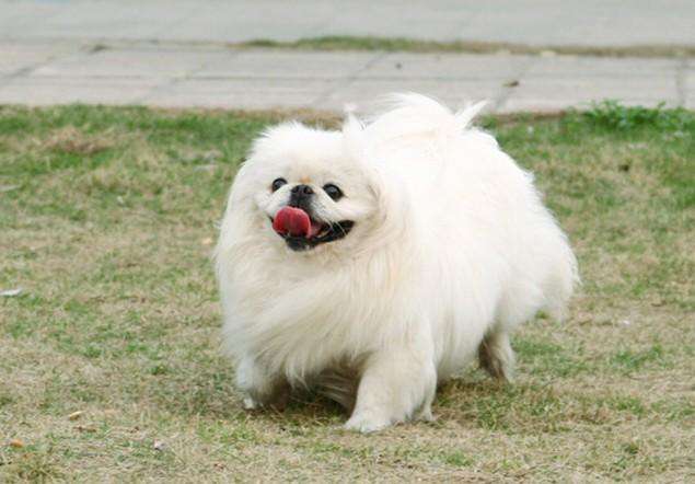 宠物狗品种大全热门宠物排行,长耳朵黑黄宠物狗是什么品种