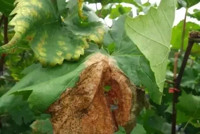 有关葡萄的病症,葡萄新梢病害图谱