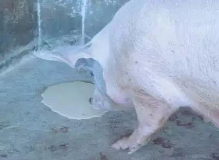 猪呕吐是怎么回事啊,猪呕吐是什么原因呢
