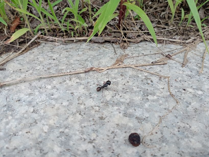 倒插门儿完整版,倒插门女婿田冲