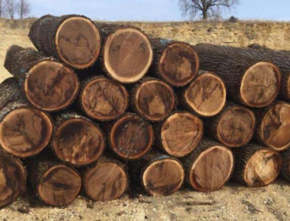 胡桃木是啥,胡桃木硬度