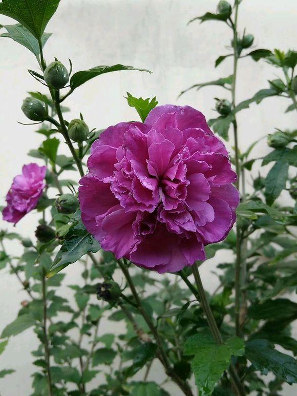 丹麦木槿怎么才能枝繁叶茂,木槿叶子枯萎了怎么治