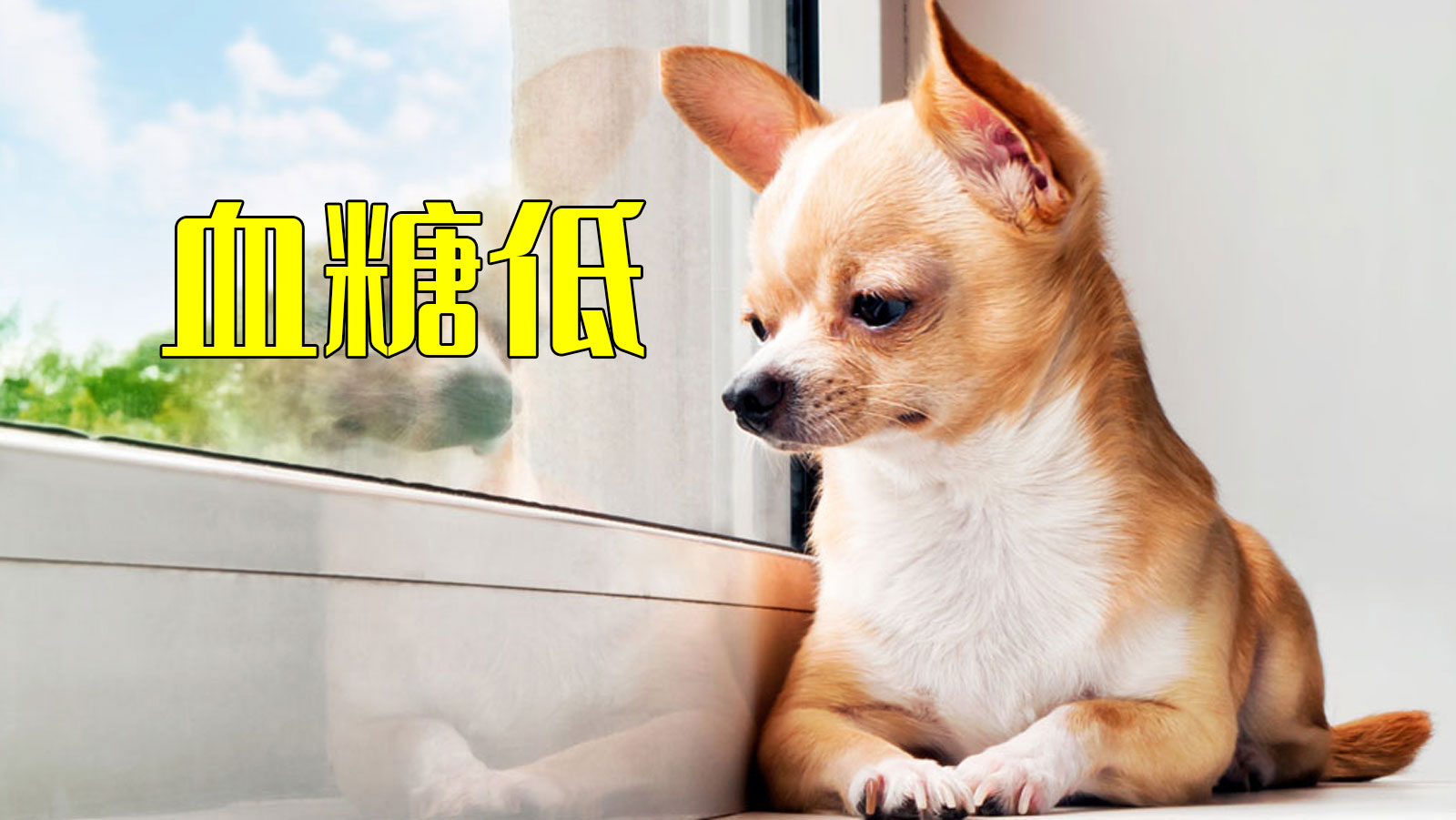 狗低血糖怎么办,狗狗糖尿病低血糖的症状或表现