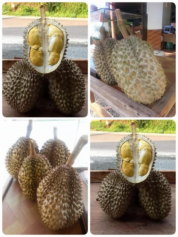 榴莲品种d13,泰国榴莲d197是什么品种