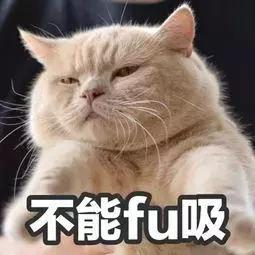 猫咪发情那些事，发情的猫咪都有什么表现呢？