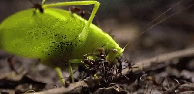 广西一女子被蚂蚁咬伤后不幸身亡,广西姑娘被一只蚂蚁咬到紧急住院