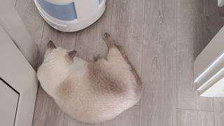 打造人宠共乐的家—“铲S官”的装修笔记