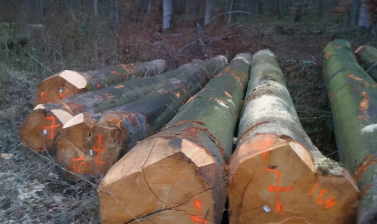 榉木是性价比最高的实木,榉木家具十大知名品牌排名