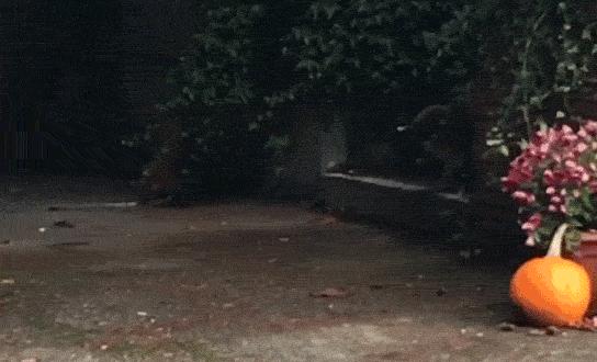 英国首相得新冠是真的吗,英国首相新冠反应