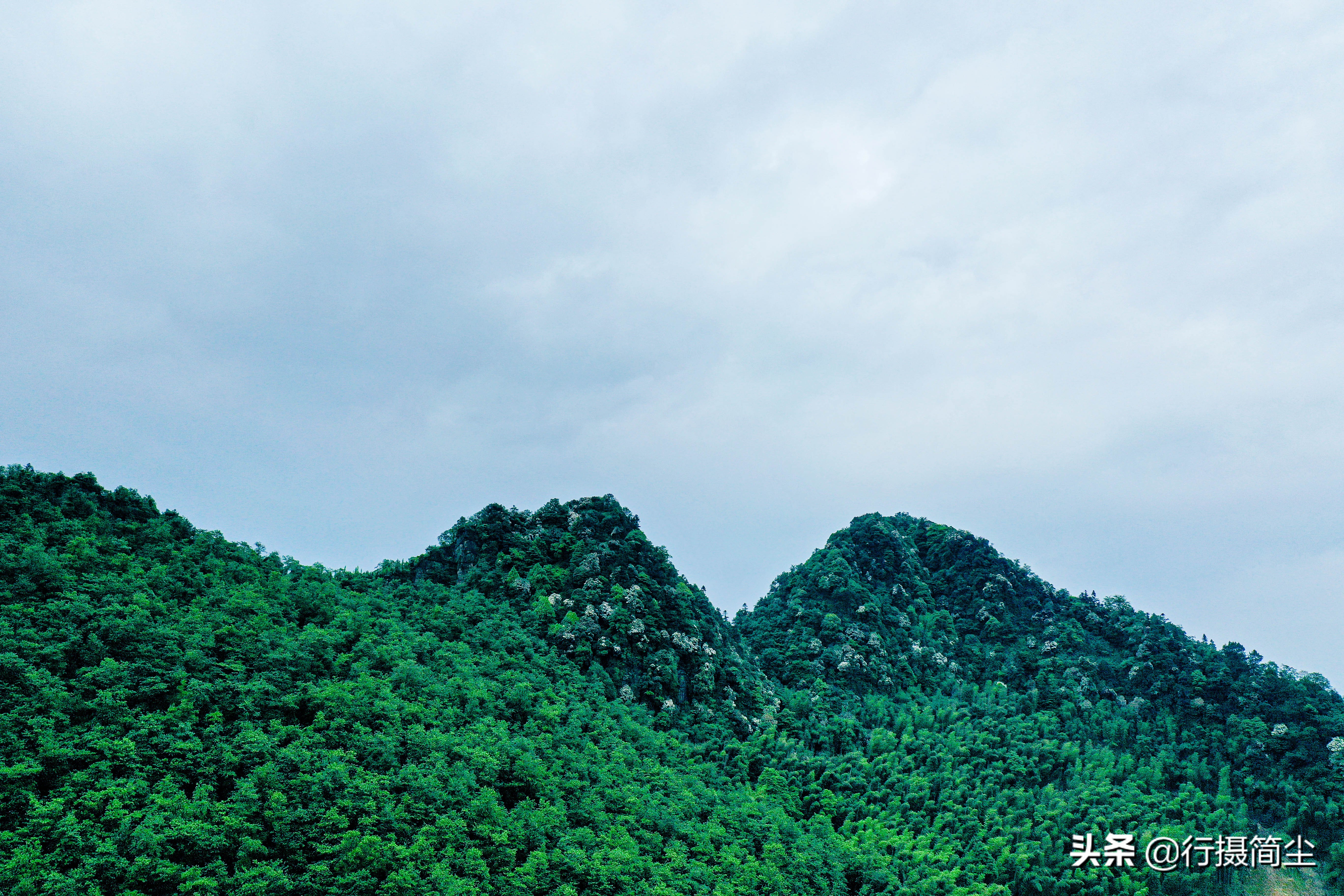 永川茶山竹海，茶山含情，竹海溢笑