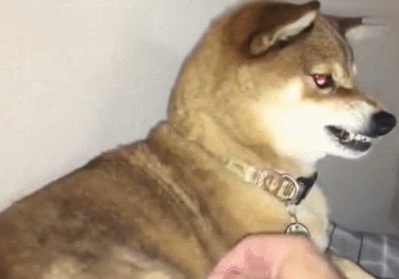 猫狗必备的药,收藏必备药品