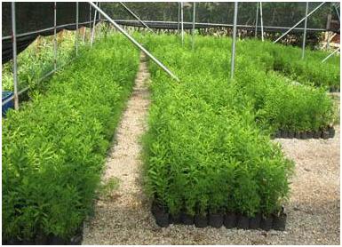 全国各地苗木品种,常用苗木市场报价