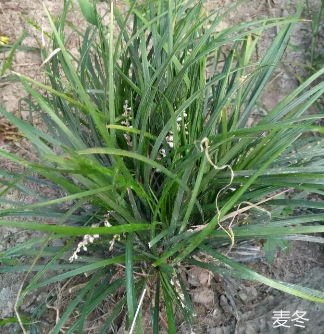 咳嗽可以喝沙参玉竹麦冬红枣汤吗,喉咙痒痒的老是咳嗽可以喝麦冬吗