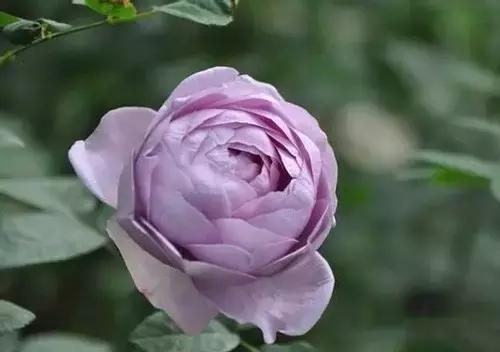 最漂亮10种微型月季,新手必入这8种月季漂亮好养