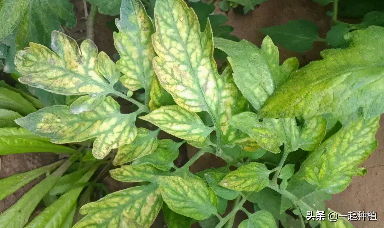 粉虱危害部位,粉虱的主要特征