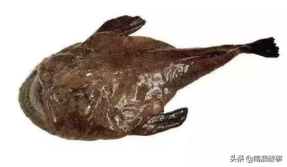 南澳渔民出海最常见的50种海鱼，都吃过，你就能退休了！