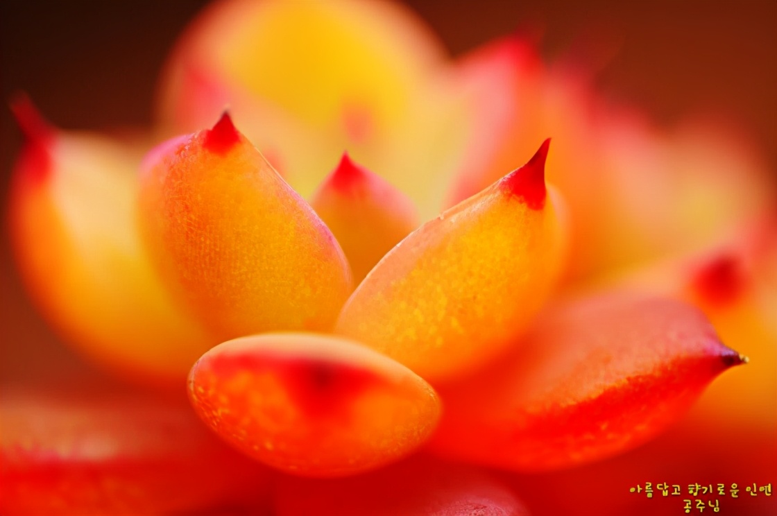 韩国多肉有多仙,韩国公主多肉图片大全