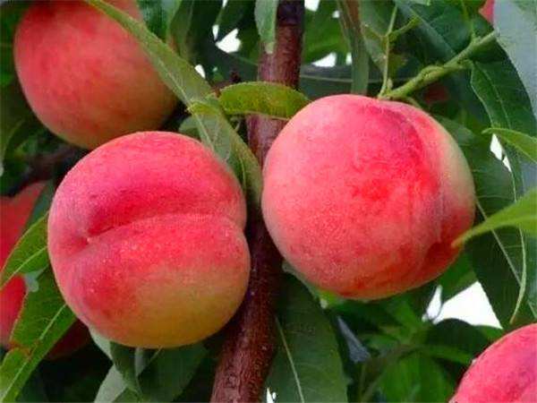 桃子成熟期腐烂是什么病怎么防治,桃子缩果病防治