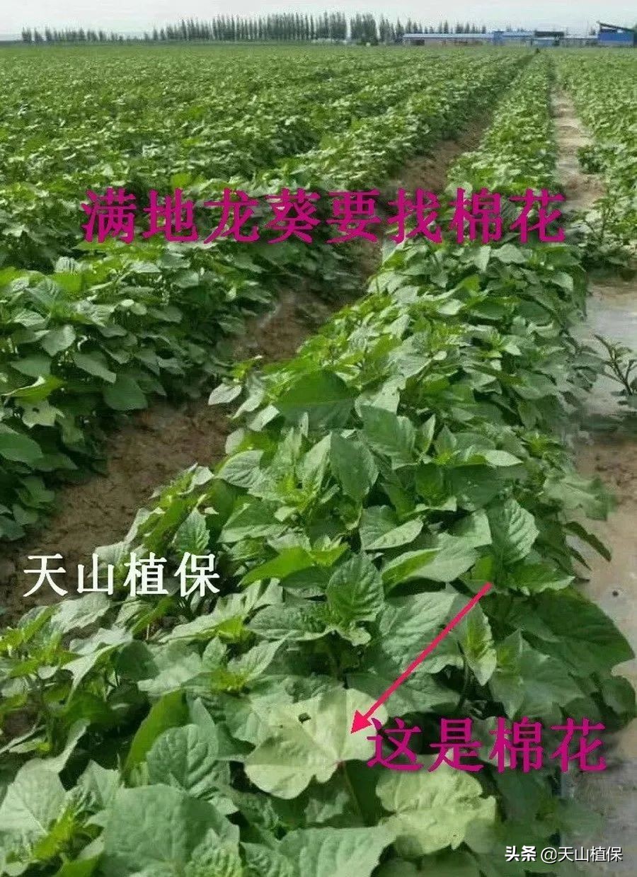 棉田除草剂对麦田出苗有影响吗,棉苗除草剂药害表现