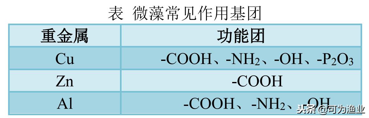 微藻净化化工污水,微藻去除废水的优势