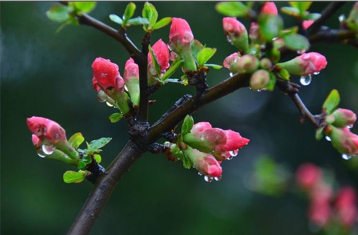 诗词中的春雨,关于春雨的唯美意境诗句