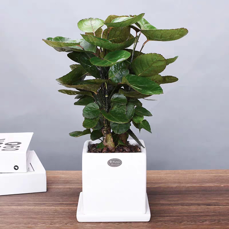 卧室可以养这五种盆栽,大盆栽植物室内旺宅