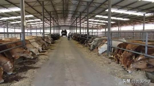 未来10年畜牧行业前景,未来五年养殖十大商机