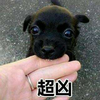 女子遛狗不牵绳！男子遭狗撕咬*体下**受伤，狗主人四天不露面