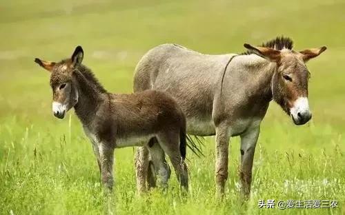 在农村做什么养殖业比较好,在农村适合做什么养殖业