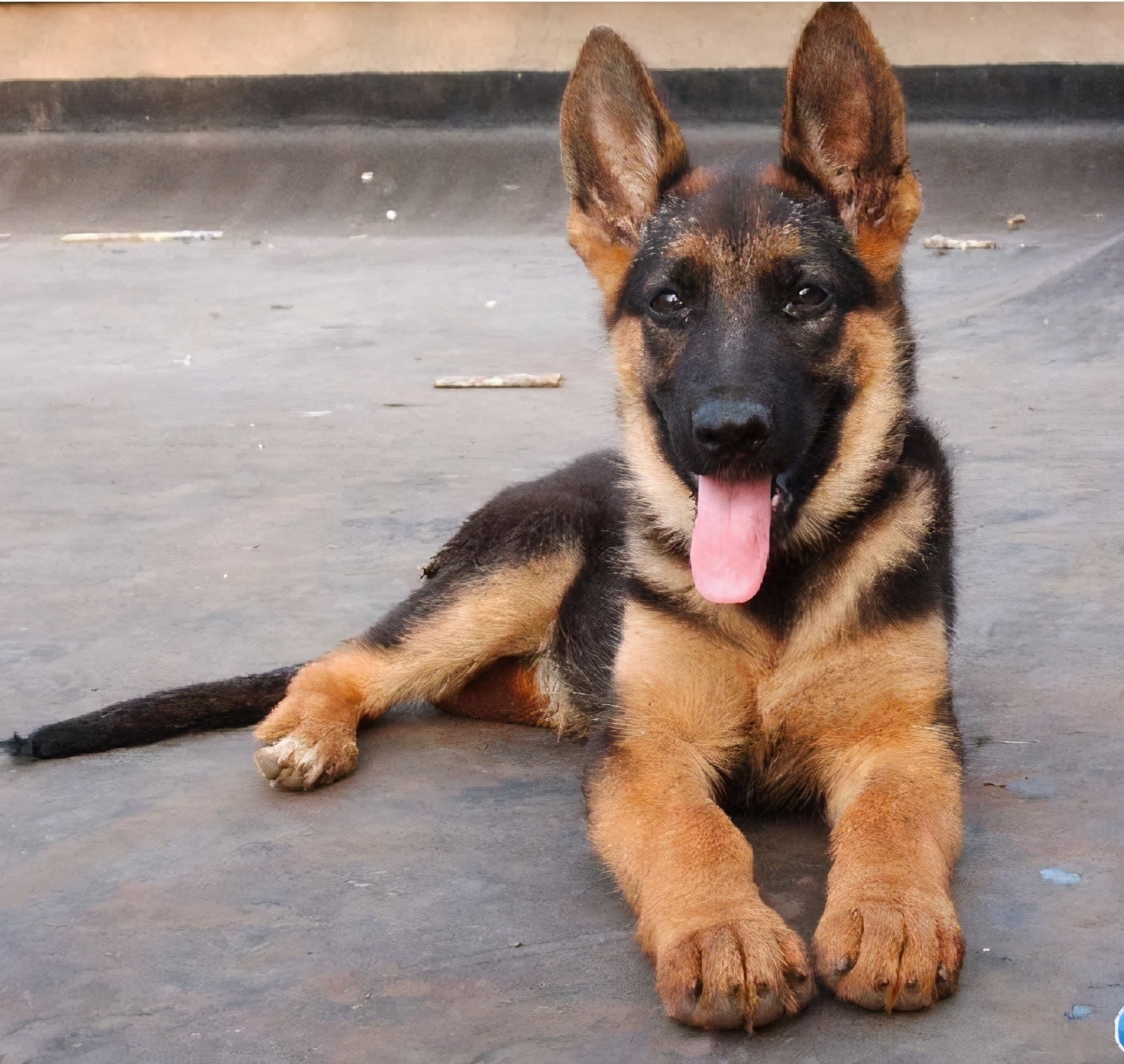 家庭喂养中亚牧羊犬好还是德牧好,养德国德牧狗需要知道的知识