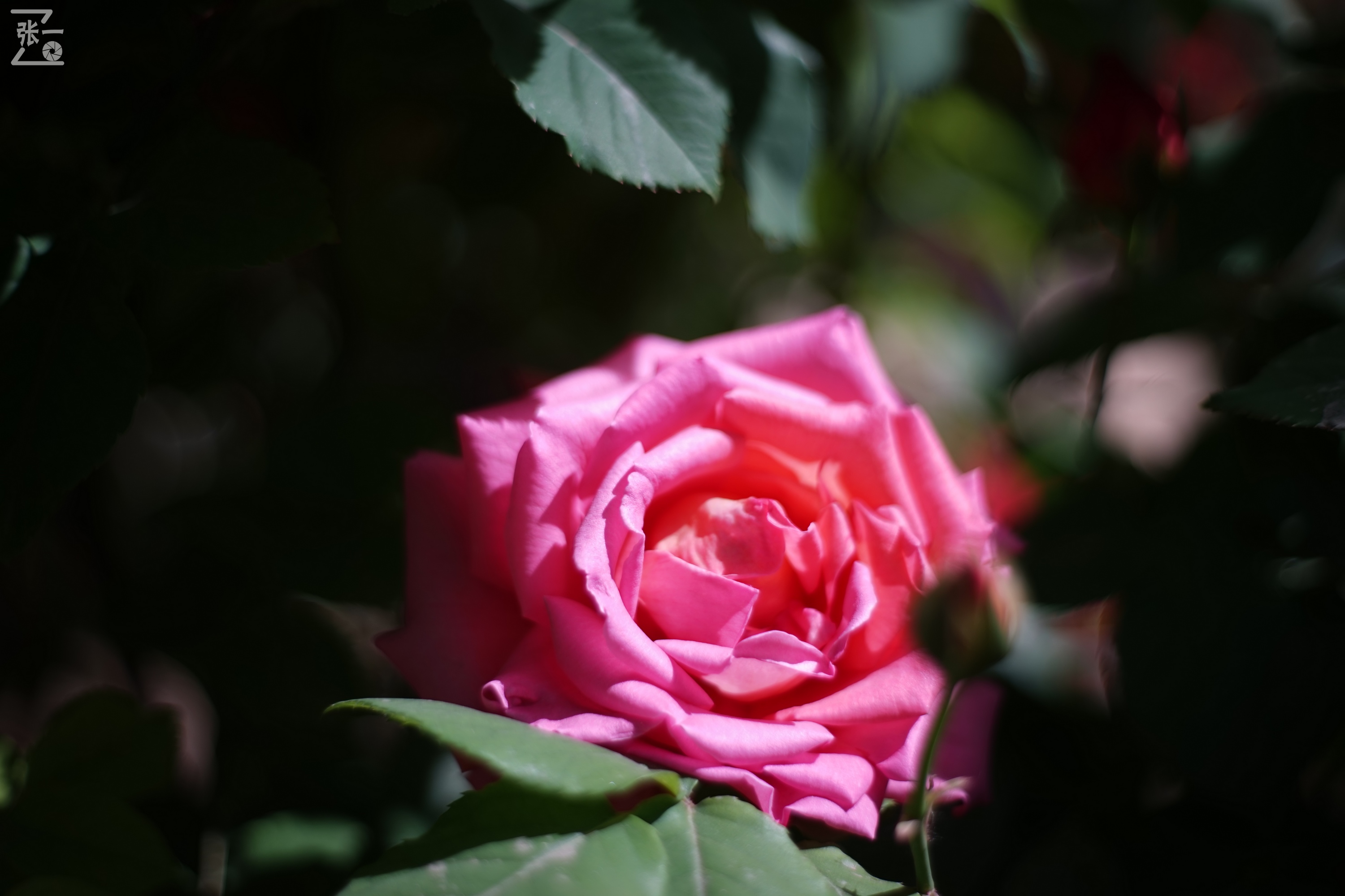 凤凰国产50mm镜头,凤凰索尼e口镜头