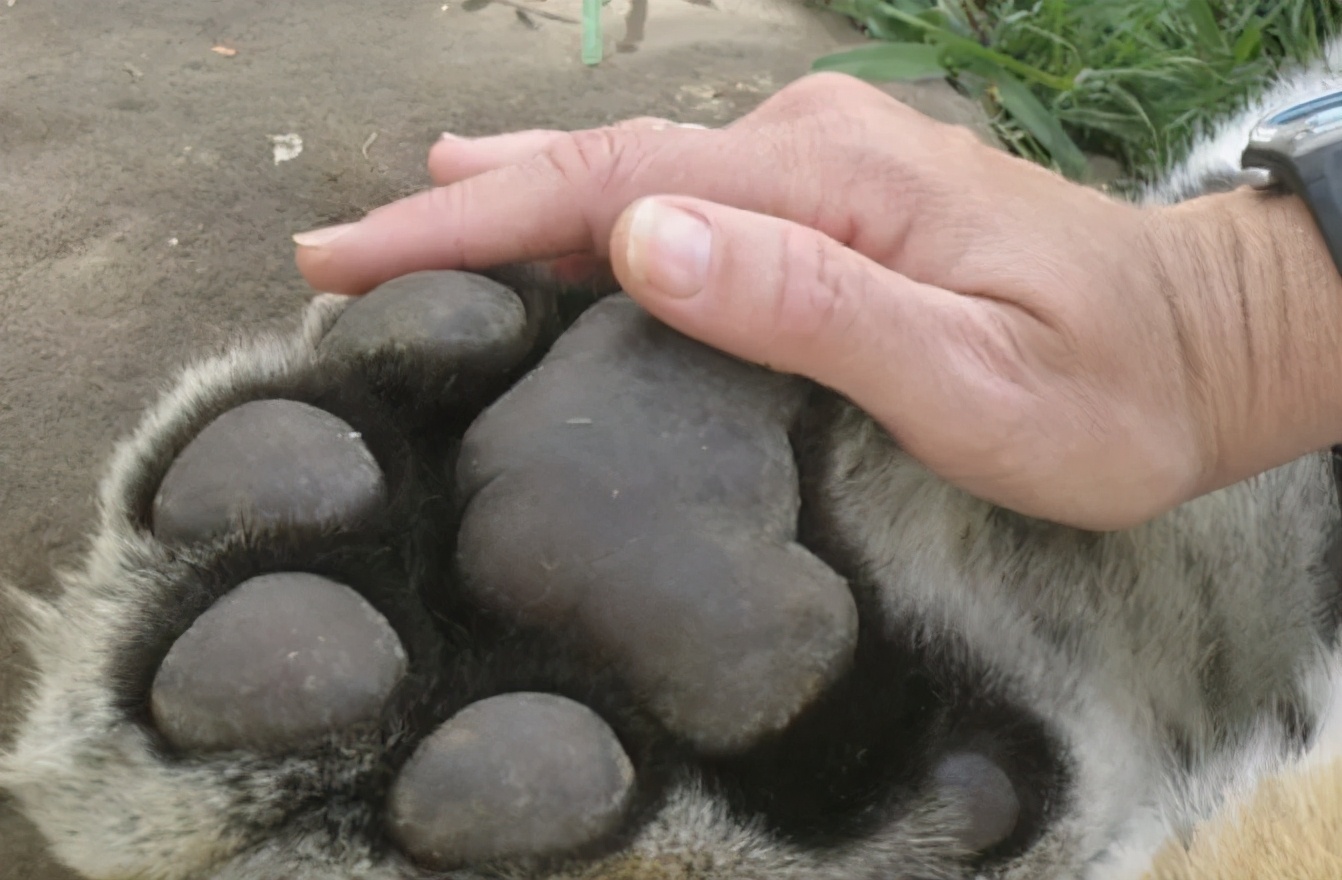 东北虎下山进村伤人老虎被鹅咬,东北虎下山进村伤人最后怎么样了
