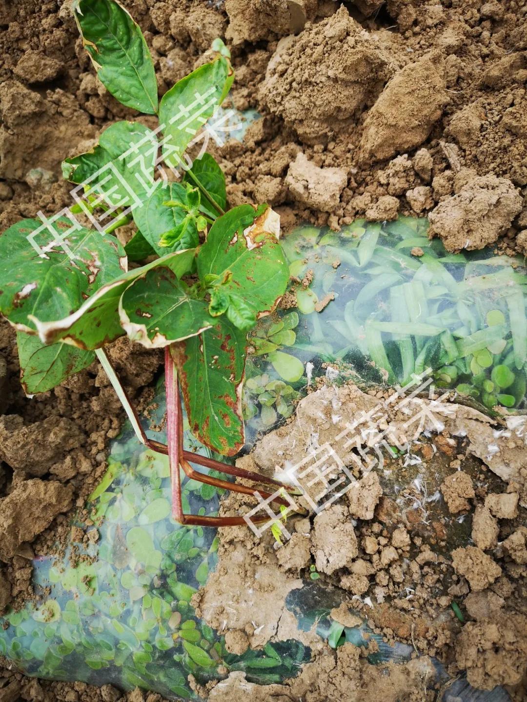 豇豆刚发芽遇上低温怎样预防,豇豆防霜冻最快的方法