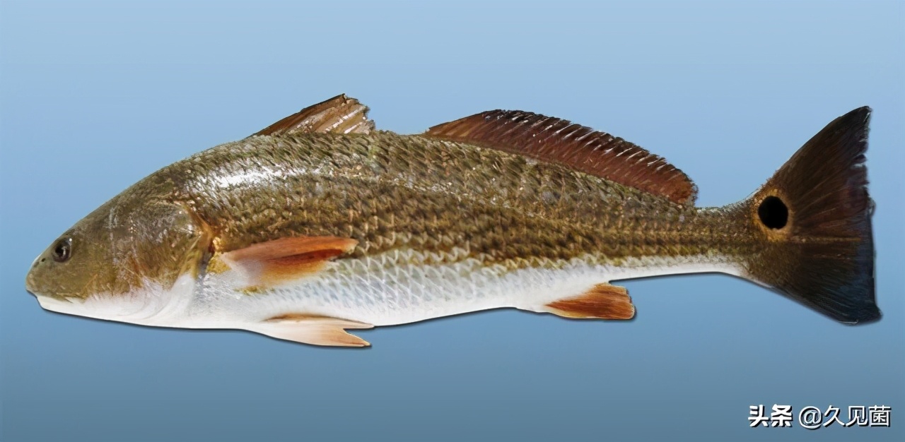 红鱼为什么泛滥成灾,入侵物种红鱼