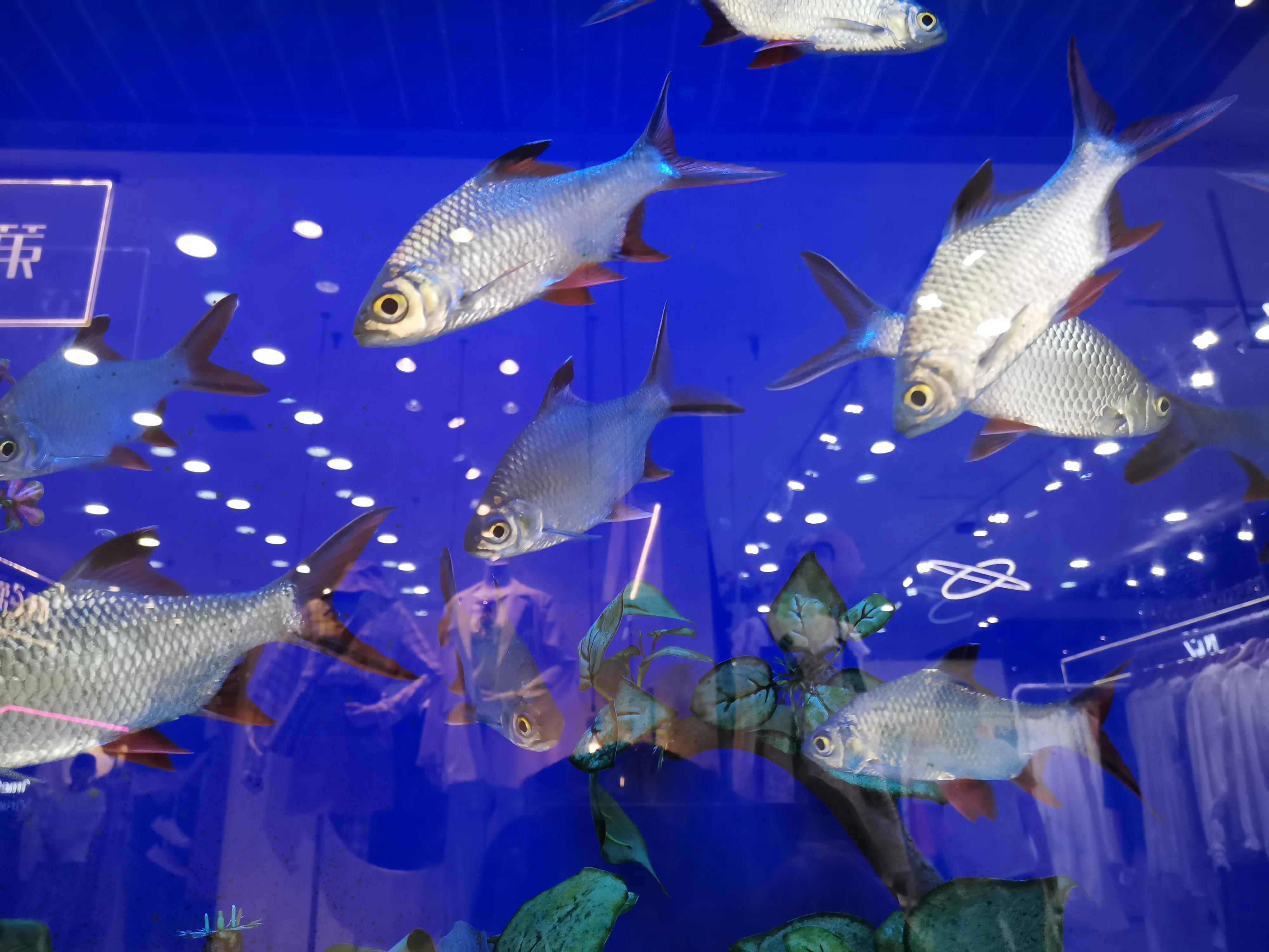 什么样的鱼叫财神鱼,世界上最奇怪的淡水鱼是什么鱼