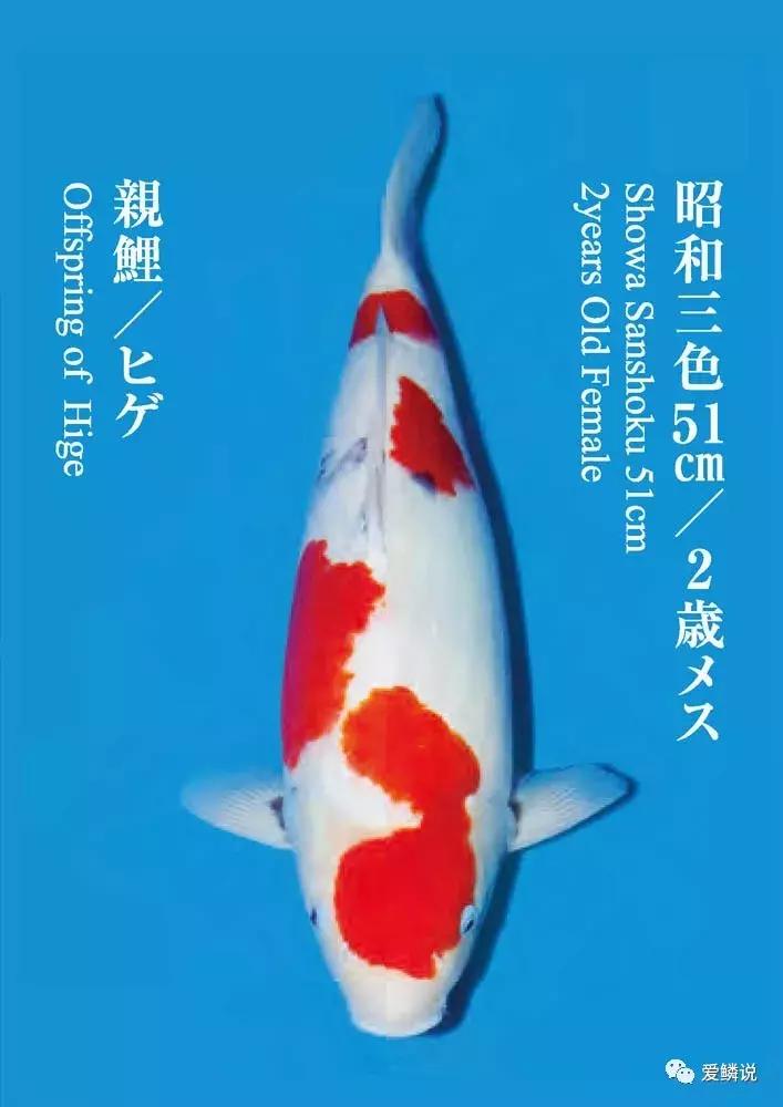 鲤界“老司机”的干货分享,少走弯路