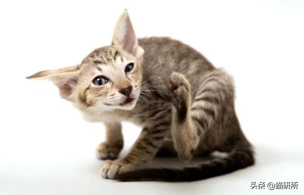 猫咪眼睛痒一直挠用什么眼药水,猫咪眼睛结膜炎怎么治疗