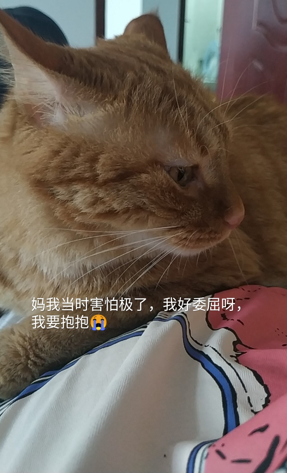 公猫尿闭症怎么解决,怎么知道猫咪有没有得尿闭症