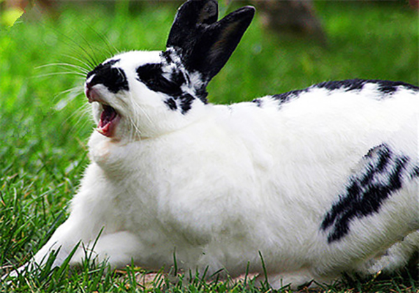 与兔有关的歇后语兔子不吃窝边草,兔子不吃窝边草的歇后语