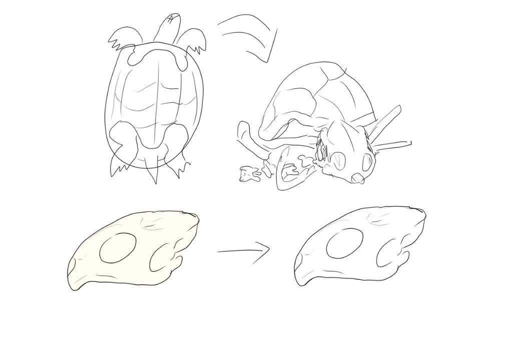 巴西龟怎么做骨骼标本,巴西龟骨骼结构