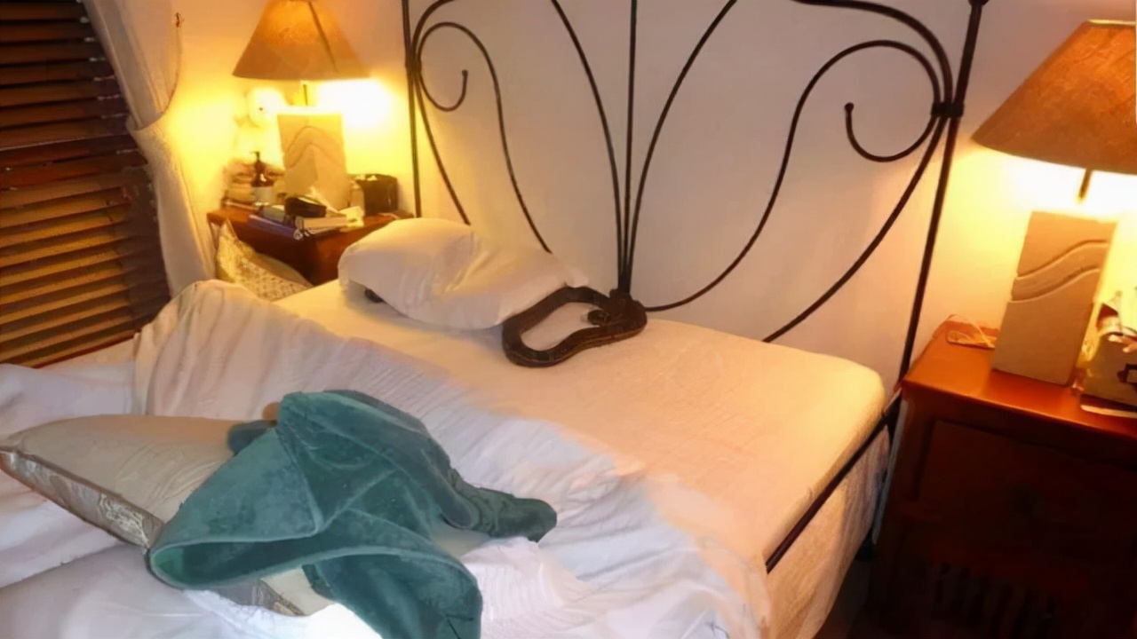 后院发现大蛇皮，大蛇究竟哪里去了？澳洲妇女脸书紧急求助