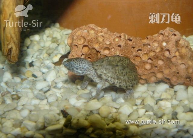 深水龟腐皮病怎么治疗,剃刀龟腐甲怎么治