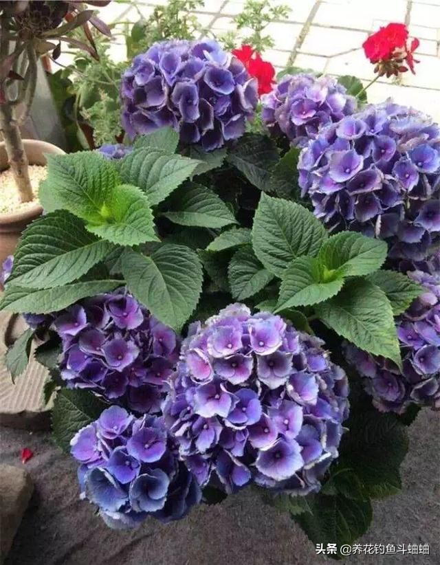 绣球几片叶子开始长花苞,绣球冬季绿叶爆侧芽