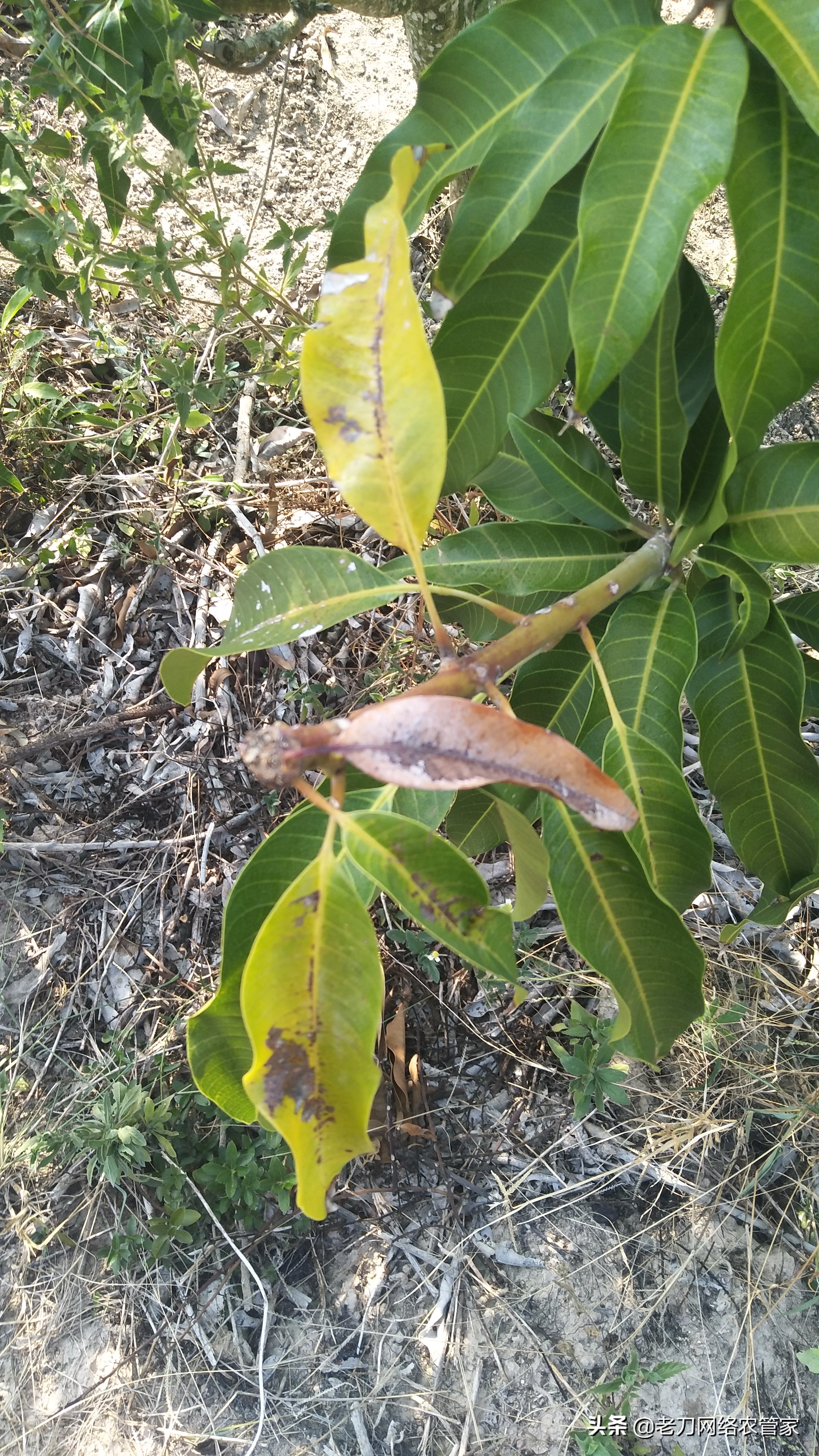 芒果炭疽病用什么杀菌剂效果好,连续阴雨天芒果炭疽病用什么药