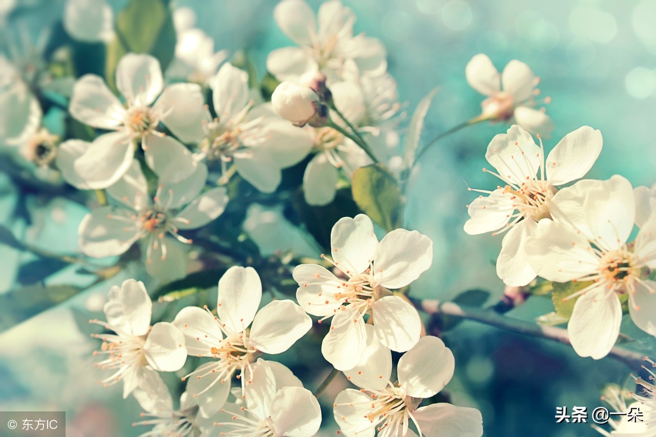 有关于春天的诗和成语,关于春的成语和古诗句