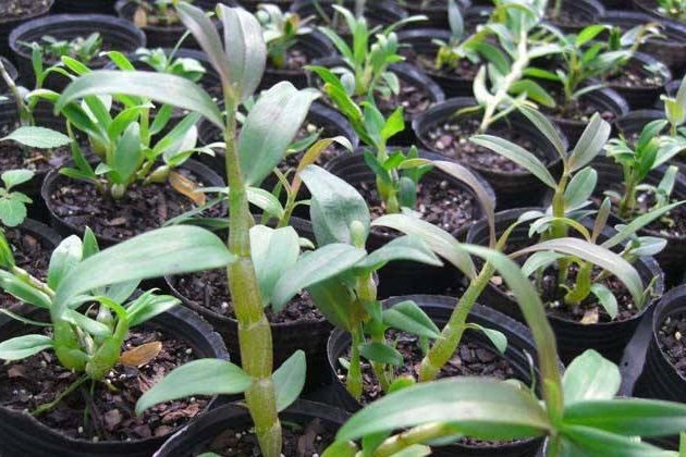 石斛叶子发黄脱落什么原因,喉红石斛叶子发黄变黑